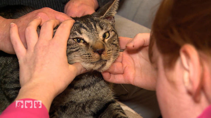Dieser Kater braucht dringend Hilfe