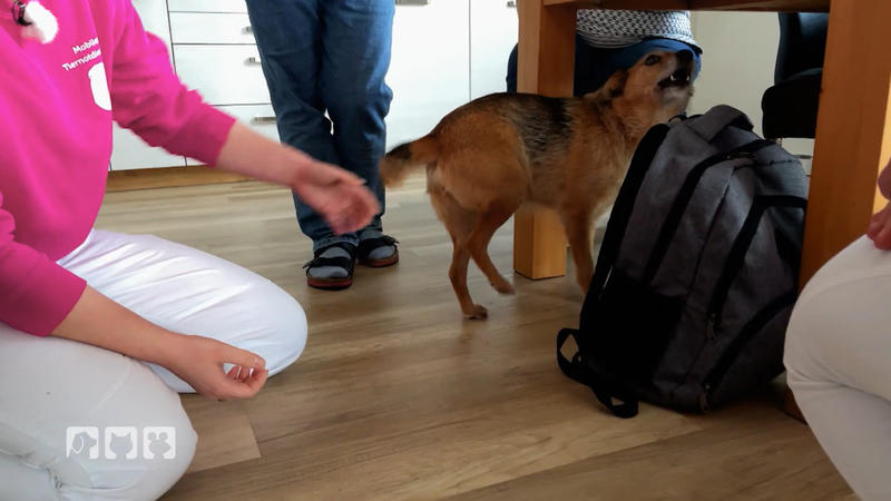 Terrier verstecken ihre Leiden oft