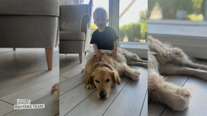Dieser Golden Retriever hat seinen eigenen Kopf