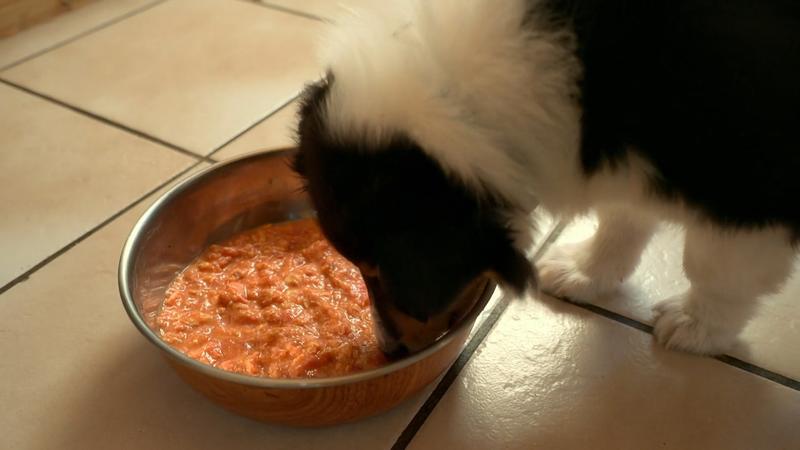 Abby erkundet ihr Zuhause auf vier Pfoten