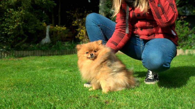 Wie verstehen sich die beiden Hunde?