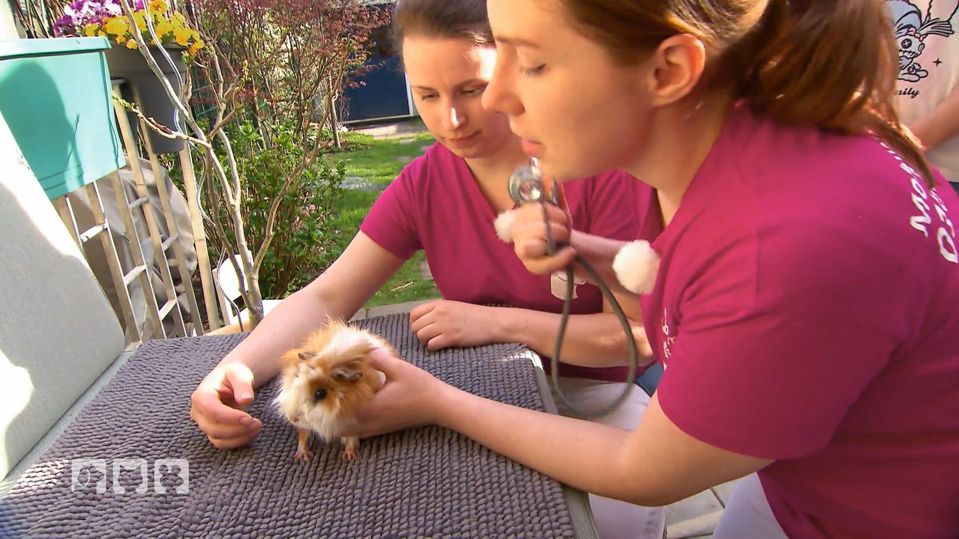 Tiernotdienst kümmert sich um Meerschweinchen Lulu