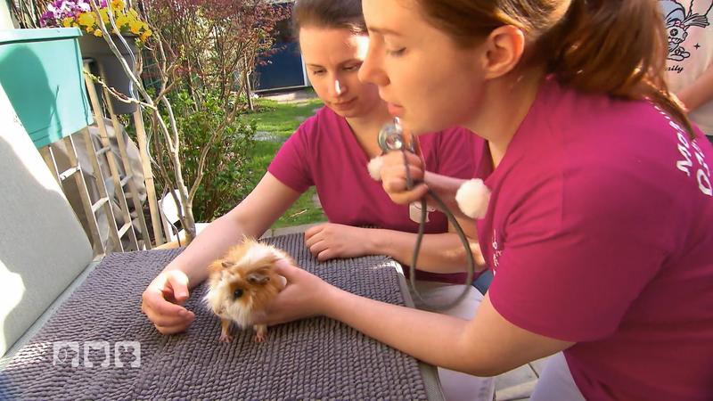 Tiernotdienst kümmert sich um Meerschweinchen Lulu