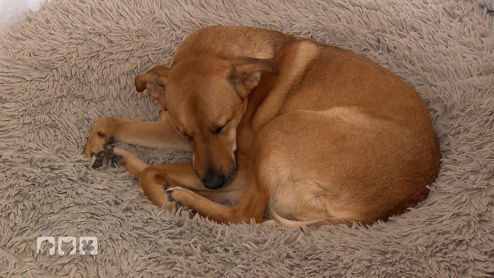 Was die Schlafpositionen von Hunden bedeuten