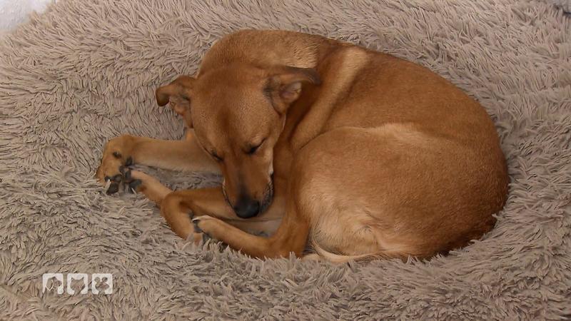Was die Schlafpositionen von Hunden bedeuten