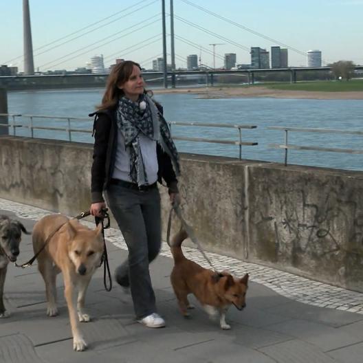 Kate Kitchenham und Hundetrainerin Laura Kles geben Tipps für die Stadt