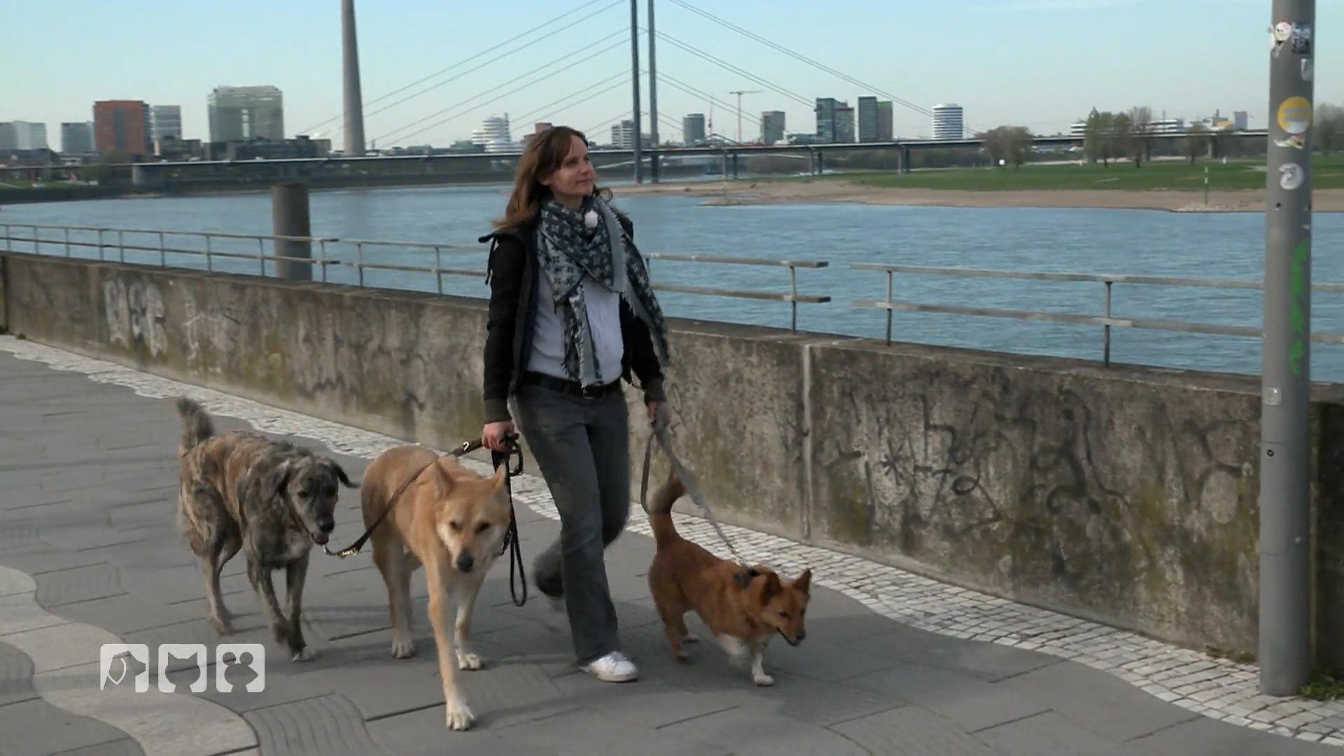 Stressfrei mit Hund in die Stadt
