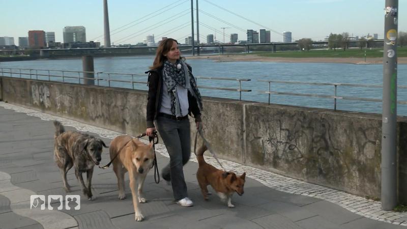 Stressfrei mit Hund in die Stadt