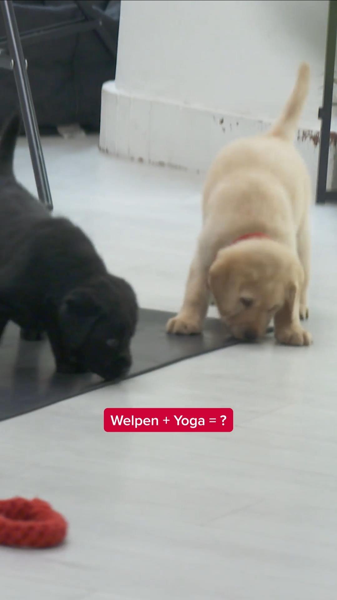Welpen & Yoga? Wie passt das zusammen?