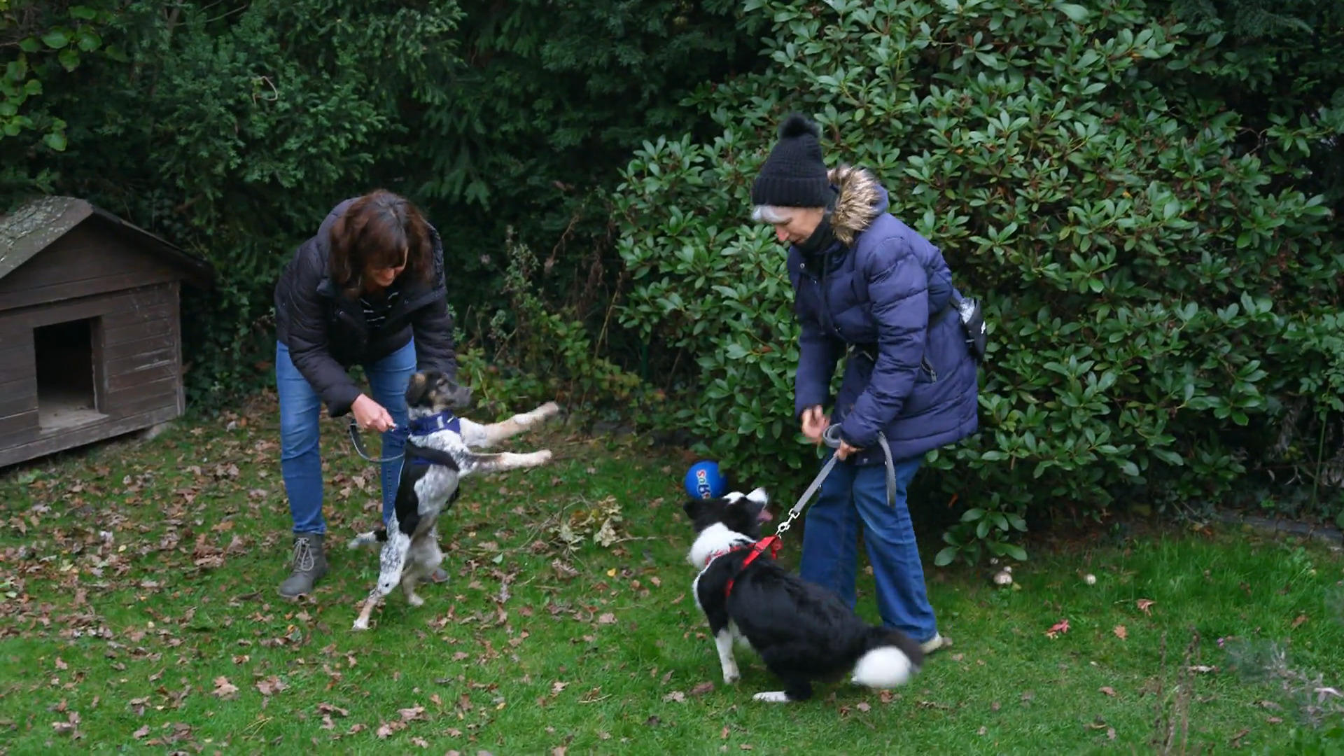 Welpenparty im Garten - Jetzt wird getobt