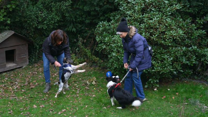Welpenparty im Garten - Jetzt wird getobt