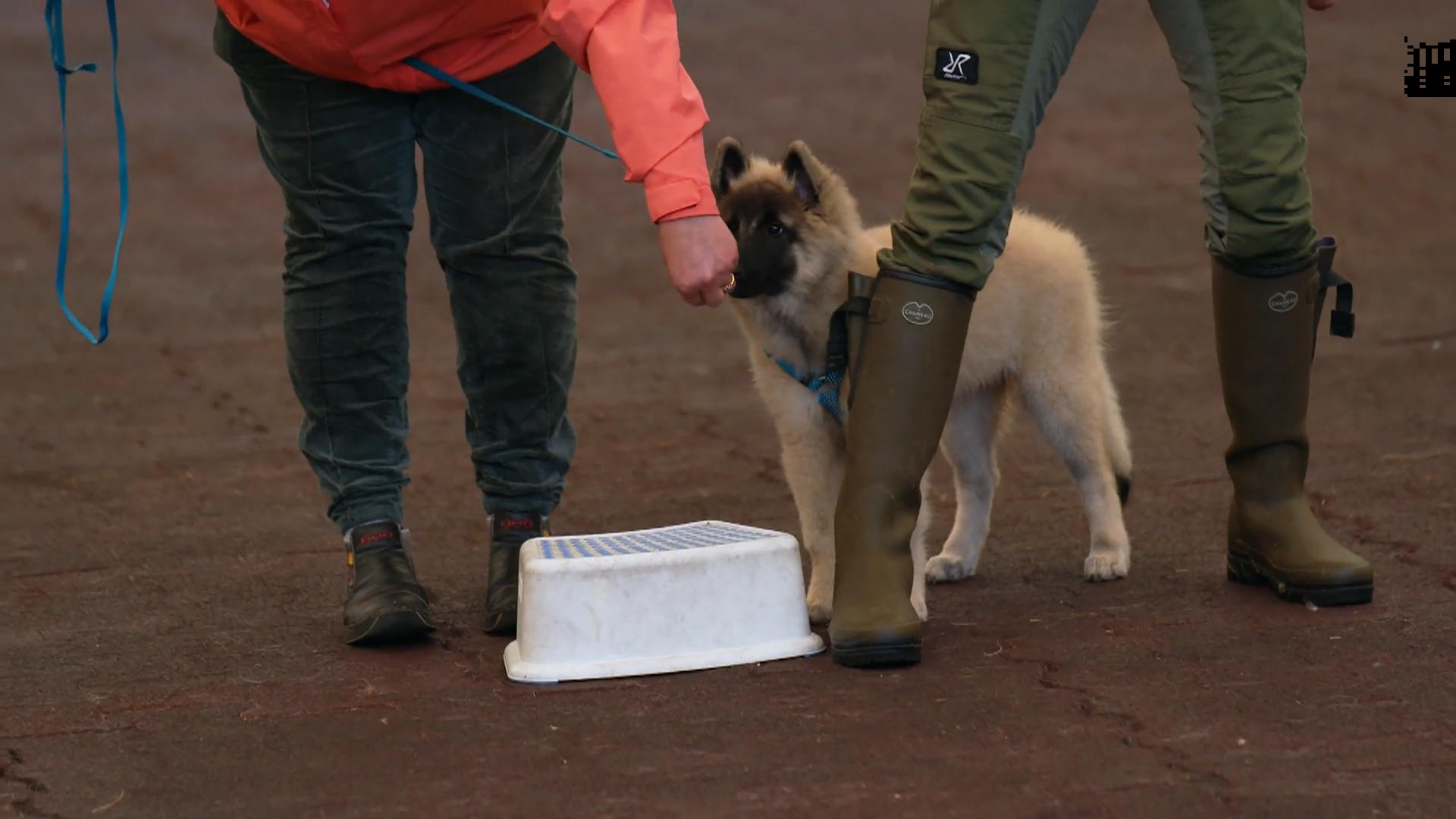 Csillas erster Tag in der Hundeschule