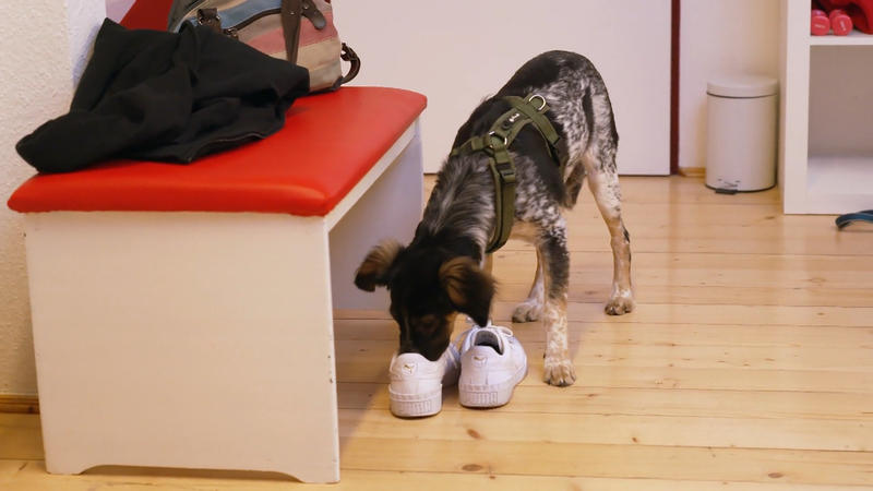 Pubertärer Balou testet alles aus