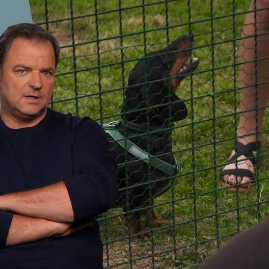 Dackel Nemo macht draußen Randale. Aggressiv pöbelt er fremde Hunde an