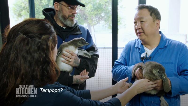 Sido und The Duc Ngo adoptieren Pinguine