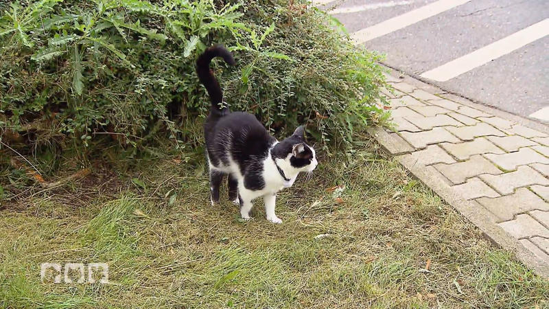 Wie sorgt man für Sicherheit bei Freigänger-Katzen?