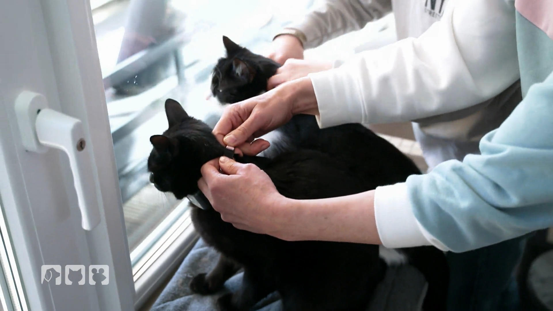 Ein GPS-Tracker für Freigänger-Katzen