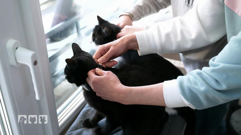 Ein GPS-Tracker für Freigänger-Katzen