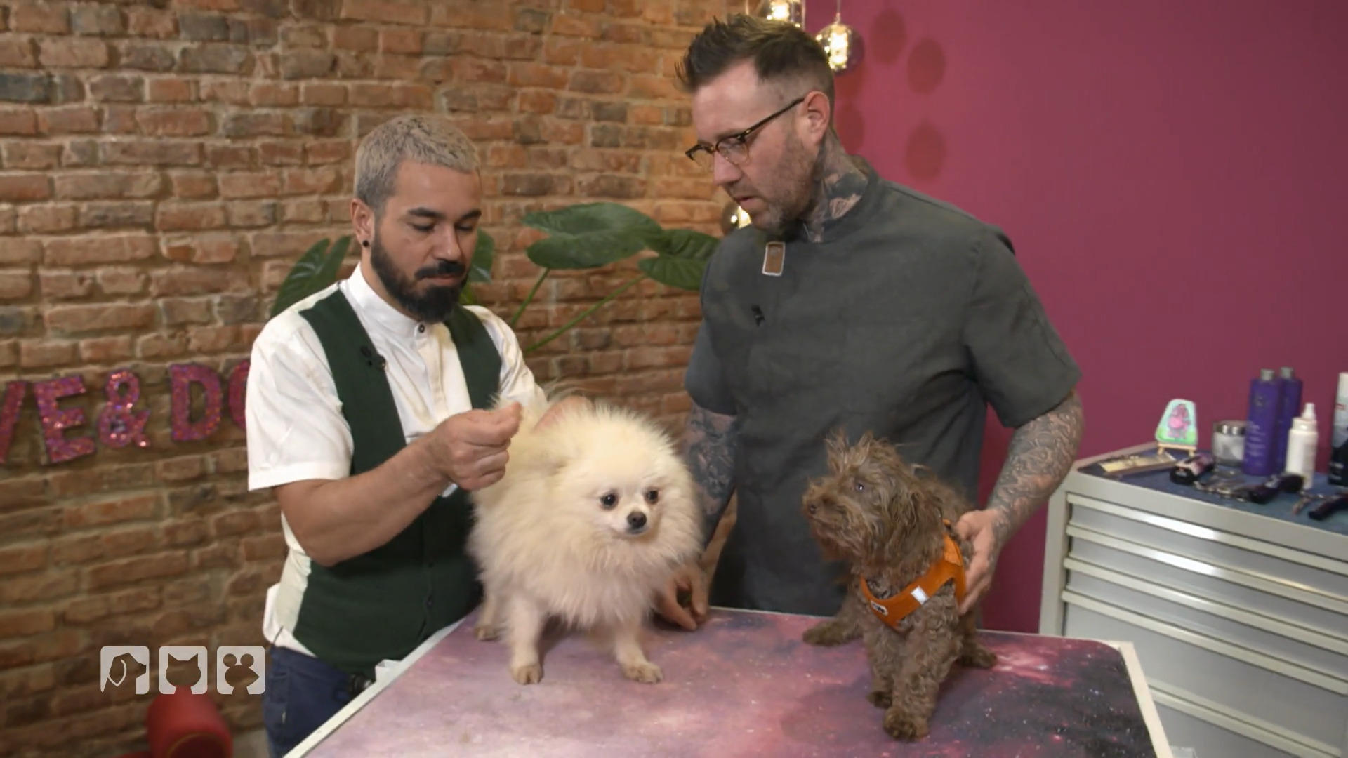 Fellanalyse für zwei Tierschutzhunde