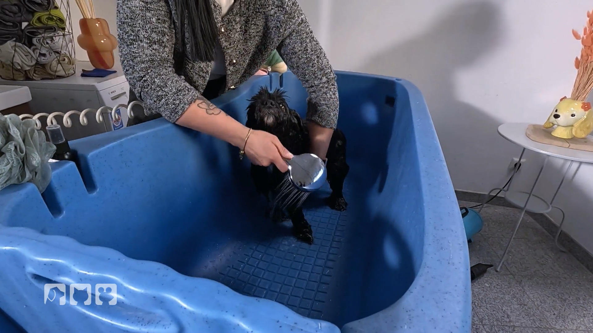 Die perfekte Waschanleitung für Tierschutzhunde