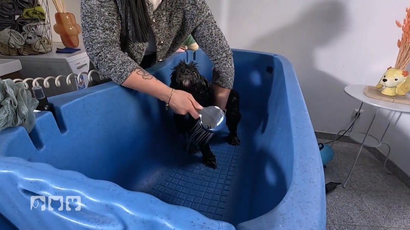Die perfekte Waschanleitung für Tierschutzhunde