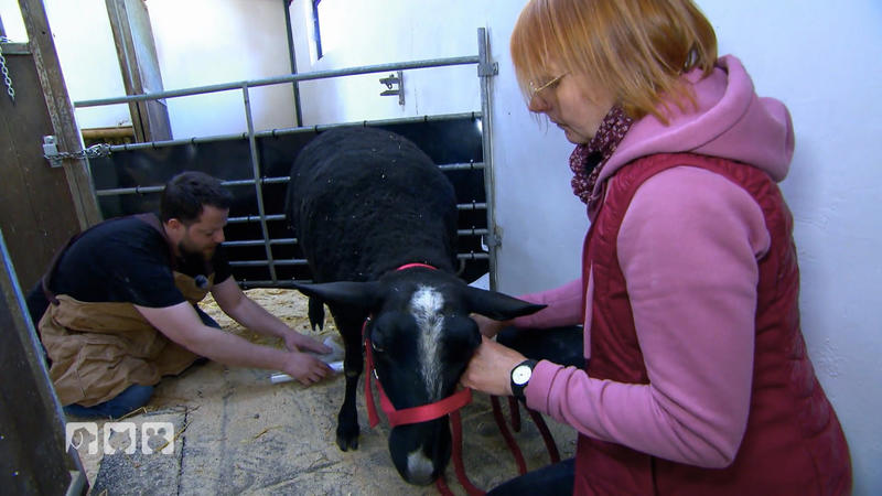 Schaf Frieda ist sehr geduldig beim Gipsabdruck