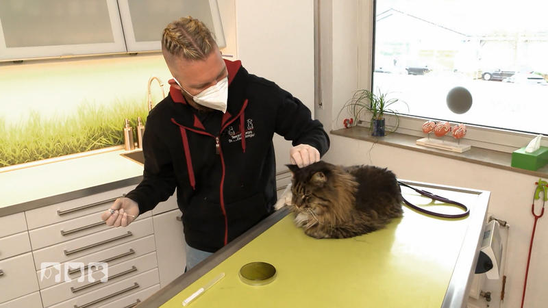 Ohrenschmerzen bei Hunden und Katzen