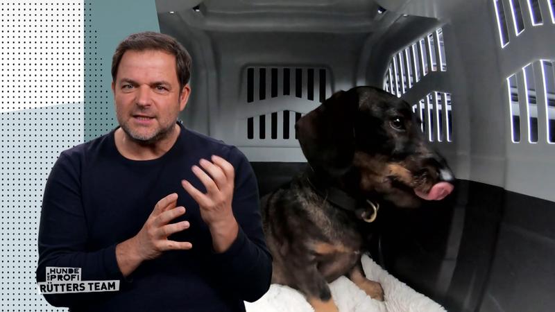 Martin Rütter sieht dem Dackel seine Panik regelrecht an