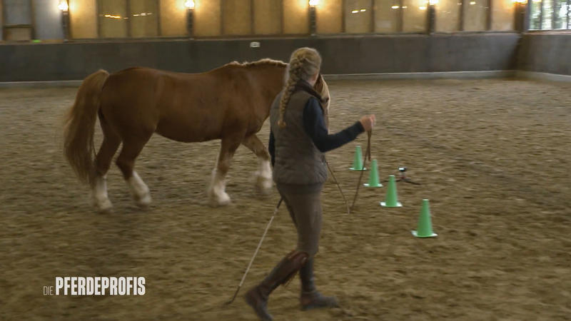 Ginger braucht Pferde-Krankengymnastik