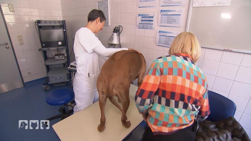 Babyalarm bei Ridgeback-Dame Lisbeth?