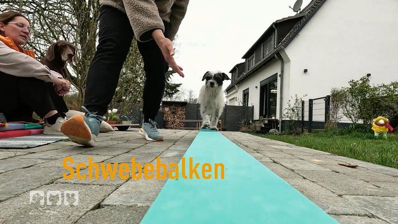 So bleiben unsere Hunde gesund