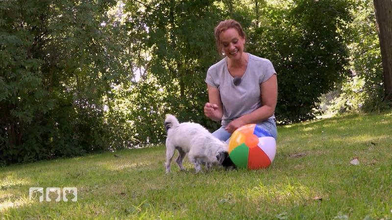 Kate Kitchenham zeigt das clevere Spiel für Hunde