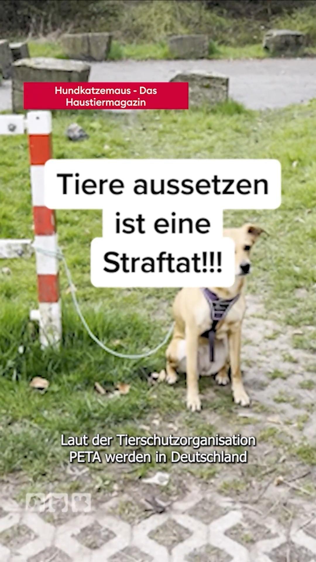 Ausgesetzte Tiere - keine Chance in freier Wildbahn!