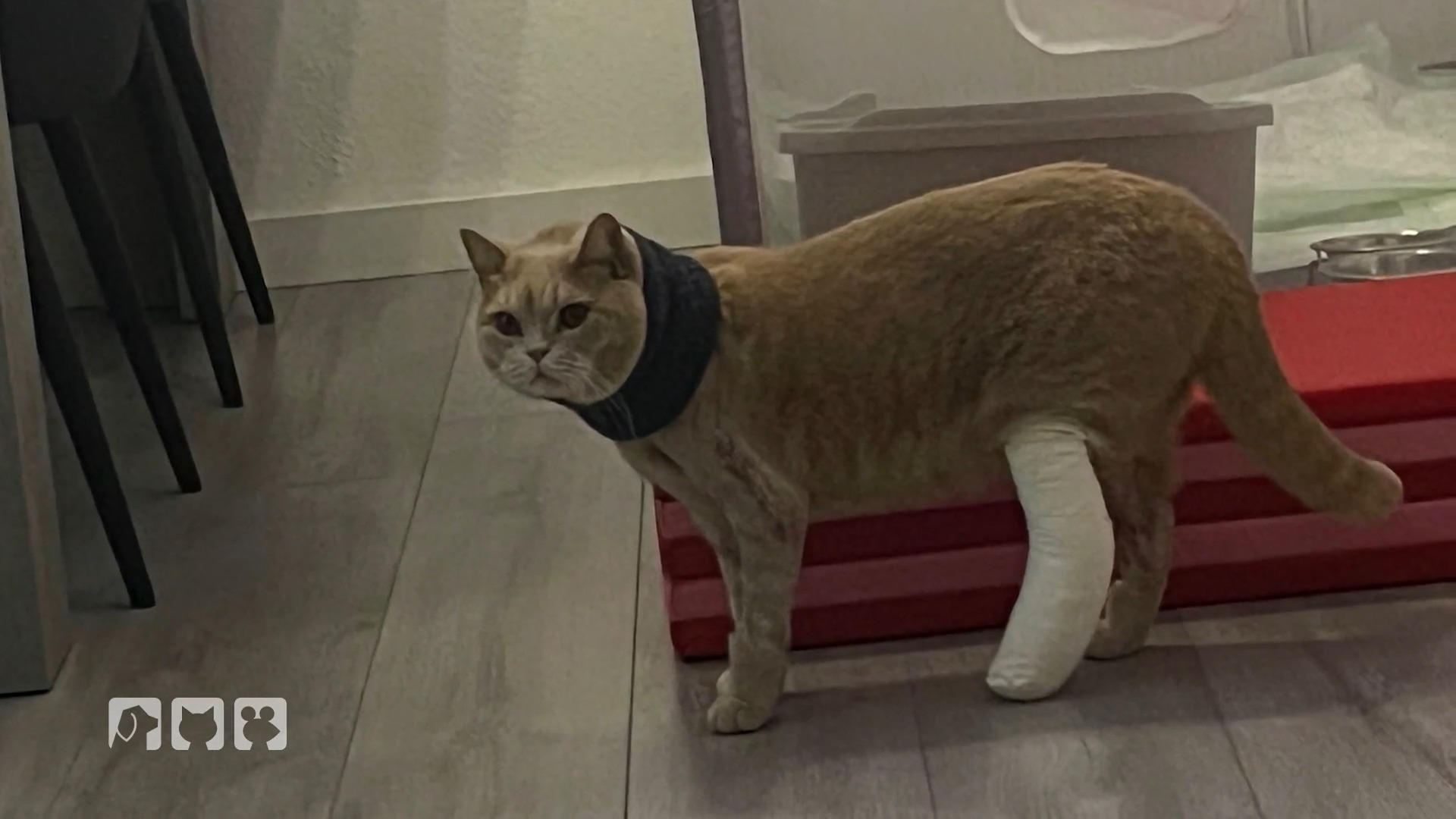 Jetzt kann der Kater versorgt werden