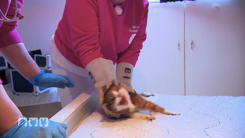 Katze Luisa möchte sich nicht helfen lassen