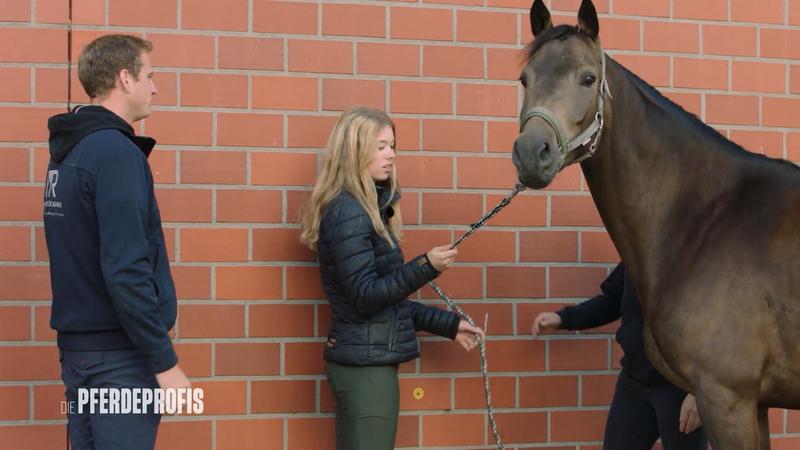 Kann Pferdeprofi Matthes dem Wallach helfen?