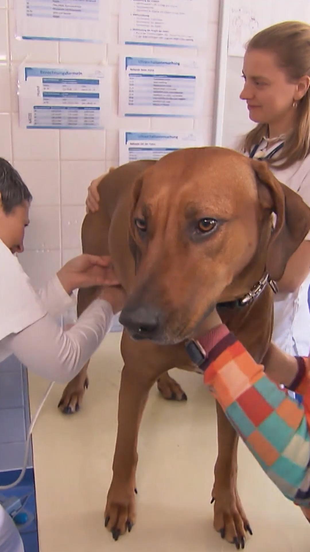 5 Wochen später: Ist Ridgeback-Hündin Lisbeth trächtig?