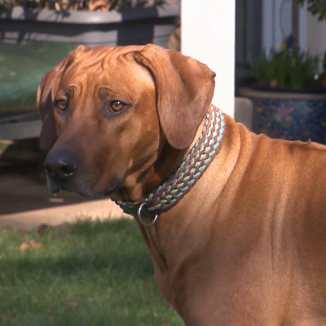 Diese typischen Merkmale sollte ein Ridgeback haben