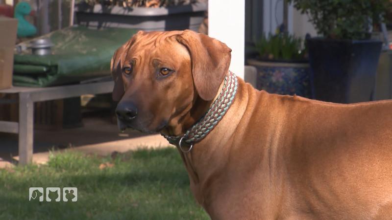 Diese typischen Merkmale sollte ein Ridgeback haben