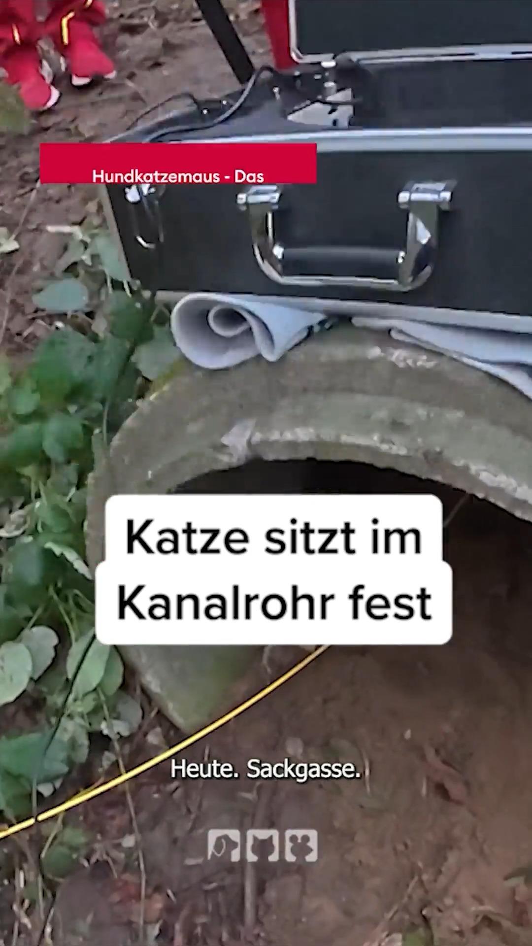 Die Katze sitzt fest
