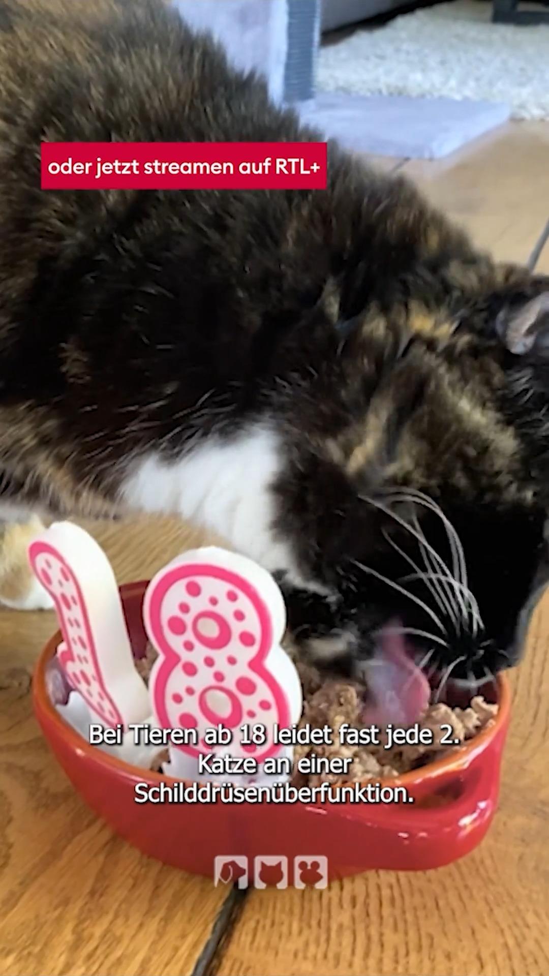 Schilddrüsenerkrankungen bei Katzen
