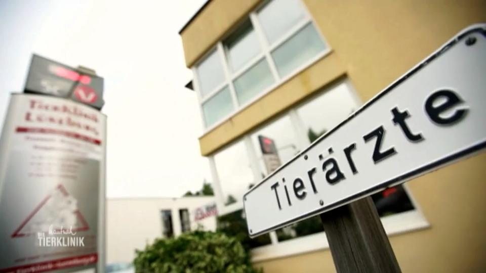 Sind Milben der Auslöser bei Kaninchen Stöpsel?