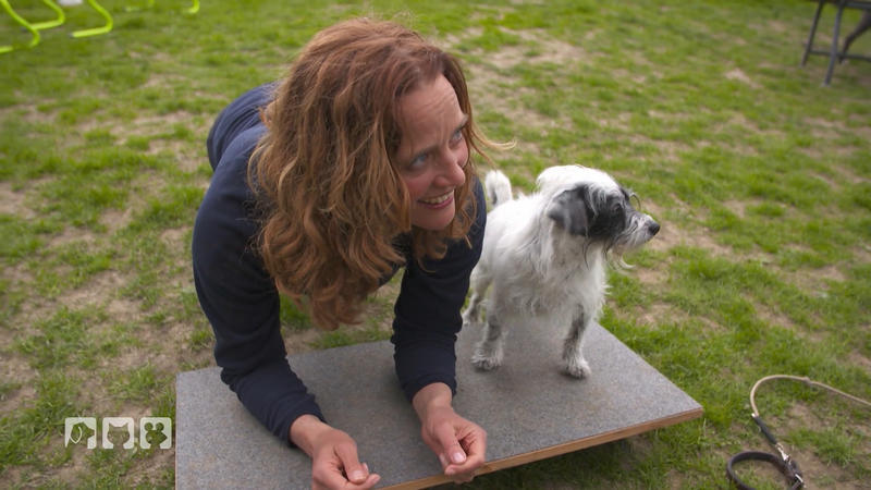 Zirkeltraining mit Hund