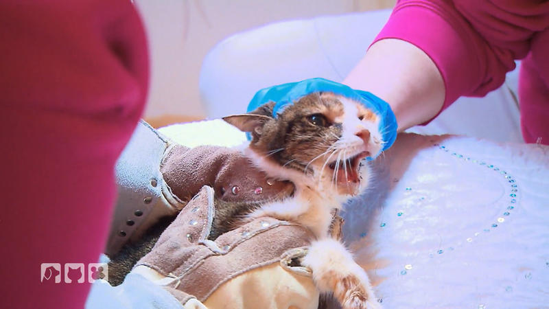 Furchtbare Entdeckung bei Katze Louisa