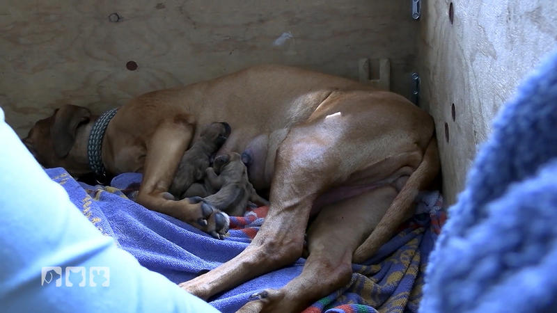 Die Geburt von Rhodesian Ridgeback Welpen