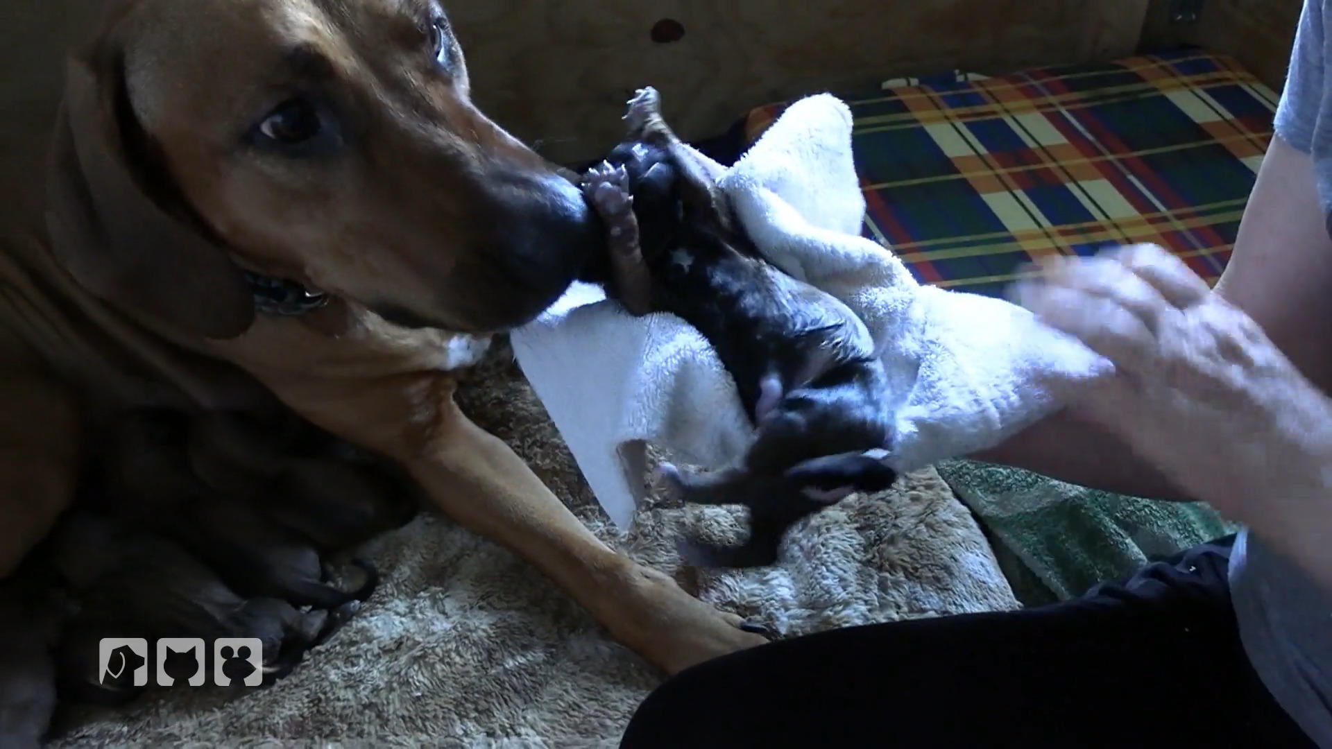 Eine frischgebackene Hundemama und ihre Babys