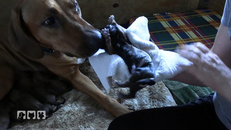 Eine frischgebackene Hundemama und ihre Babys