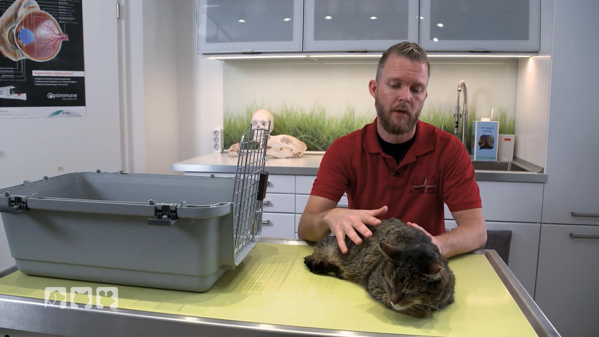 Schilddrüsenprobleme bei älteren Katzen