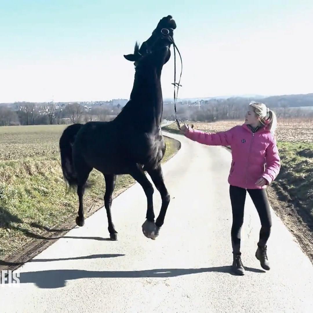 Beim Spazieren flippt Eddie völlig aus