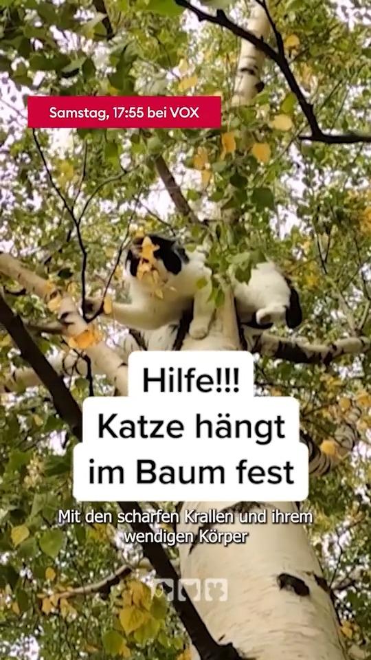 Was tun, wenn die Katze im Baum festsitzt?